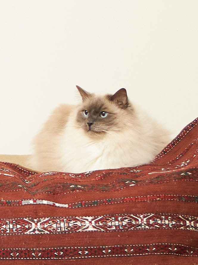 Healthy cat sitting on the couch enjoying good air quality