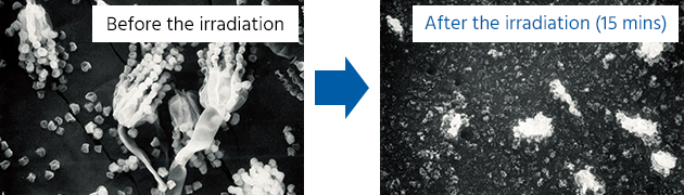 Moulds before and after 15 minutes of Streamer irradiation
